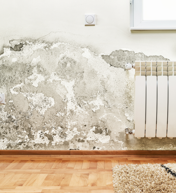 Wall with mould